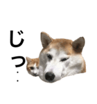 柴犬と猫②（個別スタンプ：15）