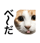 柴犬と猫②（個別スタンプ：16）