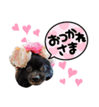 スタンダードプードル わたあめ（個別スタンプ：3）