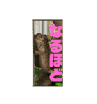 アンディー☆スタンプ（個別スタンプ：13）