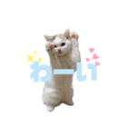『ななこ』4 よく使う言葉(切り抜きver)（個別スタンプ：1）