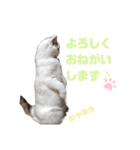 『ななこ』4 よく使う言葉(切り抜きver)（個別スタンプ：7）