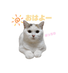 『ななこ』4 よく使う言葉(切り抜きver)（個別スタンプ：15）
