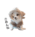 rolacoharuチワワ③（個別スタンプ：8）