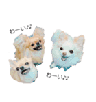 rolacoharuチワワ③（個別スタンプ：11）