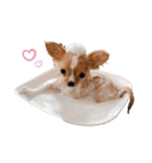 rolacoharuチワワ③（個別スタンプ：19）