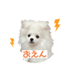 みるくんの岡山弁スタンプ（個別スタンプ：1）
