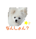 みるくんの岡山弁スタンプ（個別スタンプ：8）