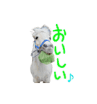 ハーモニィセンター⑥（個別スタンプ：9）
