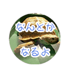 ハーモニィセンター⑥（個別スタンプ：15）