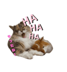 福猫＆花猫〜第8弾〜（個別スタンプ：3）