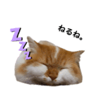 福猫＆花猫〜第8弾〜（個別スタンプ：4）