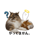 福猫＆花猫〜第8弾〜（個別スタンプ：5）