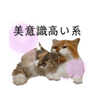 福猫＆花猫〜第8弾〜（個別スタンプ：6）
