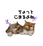 福猫＆花猫〜第8弾〜（個別スタンプ：7）