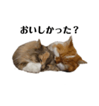 福猫＆花猫〜第8弾〜（個別スタンプ：8）