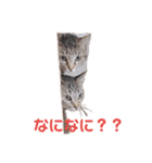 愉快なにゃんずたち（個別スタンプ：1）
