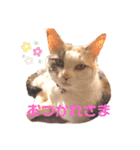 愉快なにゃんずたち（個別スタンプ：3）
