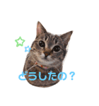 愉快なにゃんずたち（個別スタンプ：4）