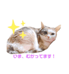 愉快なにゃんずたち（個別スタンプ：7）