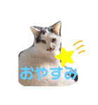 愉快なにゃんずたち（個別スタンプ：9）