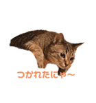 愉快なにゃんずたち（個別スタンプ：10）