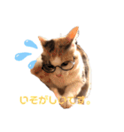 愉快なにゃんずたち（個別スタンプ：12）