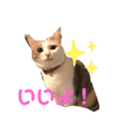 愉快なにゃんずたち（個別スタンプ：16）