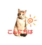 愉快なにゃんずたち（個別スタンプ：17）