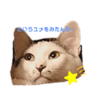 愉快なにゃんずたち（個別スタンプ：19）