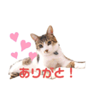 愉快なにゃんずたち（個別スタンプ：23）