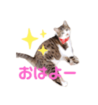 愉快なにゃんずたち（個別スタンプ：24）