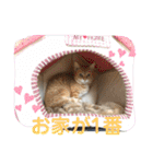 ペットの里(岩手県)寄付金付きスタンプ（個別スタンプ：4）