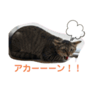 ペットの里(岩手県)寄付金付きスタンプ（個別スタンプ：7）