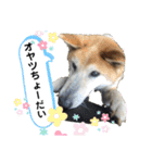 ペットの里(岩手県)寄付金付きスタンプ（個別スタンプ：10）