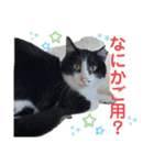 ペットの里(岩手県)寄付金付きスタンプ（個別スタンプ：19）
