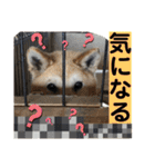 ペットの里(岩手県)寄付金付きスタンプ（個別スタンプ：21）