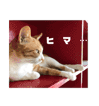 ペットの里(岩手県)寄付金付きスタンプ（個別スタンプ：24）