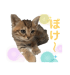 ペットの里(岩手県)寄付金付きスタンプ（個別スタンプ：30）