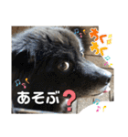ペットの里(岩手県)寄付金付きスタンプ（個別スタンプ：38）