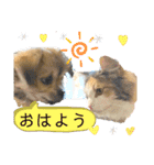 ぼくはチワペキのムギくんです。（個別スタンプ：1）