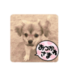 ぼくはチワペキのムギくんです。（個別スタンプ：2）