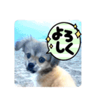 ぼくはチワペキのムギくんです。（個別スタンプ：3）