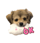 ぼくはチワペキのムギくんです。（個別スタンプ：4）