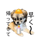ぼくはチワペキのムギくんです。（個別スタンプ：5）