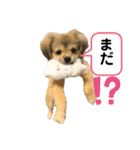 ぼくはチワペキのムギくんです。（個別スタンプ：6）