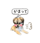 ぼくはチワペキのムギくんです。（個別スタンプ：7）