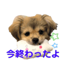 ぼくはチワペキのムギくんです。（個別スタンプ：8）