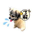 ぼくはチワペキのムギくんです。（個別スタンプ：9）