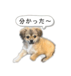 ぼくはチワペキのムギくんです。（個別スタンプ：10）